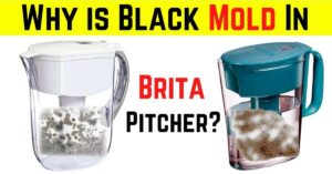 Black Mold In Brita Pitcher