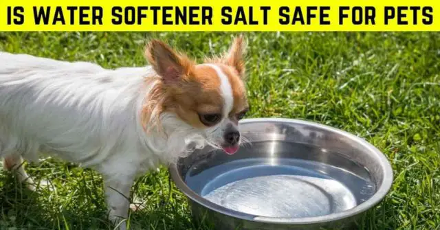 is water softener salt safe for pets